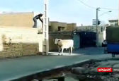 گاو دردسرساز در شهررضا اصفهان!+ویدئو