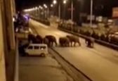 خیابان گردی گله فیل ها در چین دیدنی شد+عکس