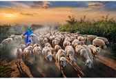 تصویر زیبا از دختری در حال چوپانی 