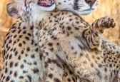 بازی بانمک توله یوزپلنگ ها +عکس